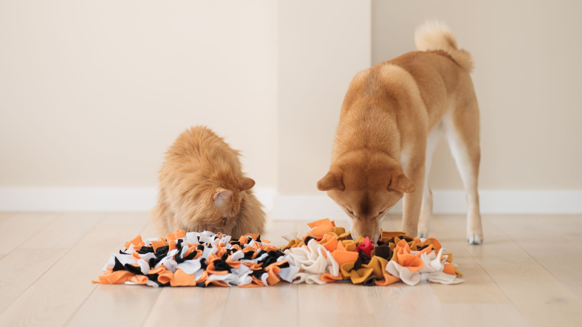 shiba inu and ginger cat playing with snuffle mat