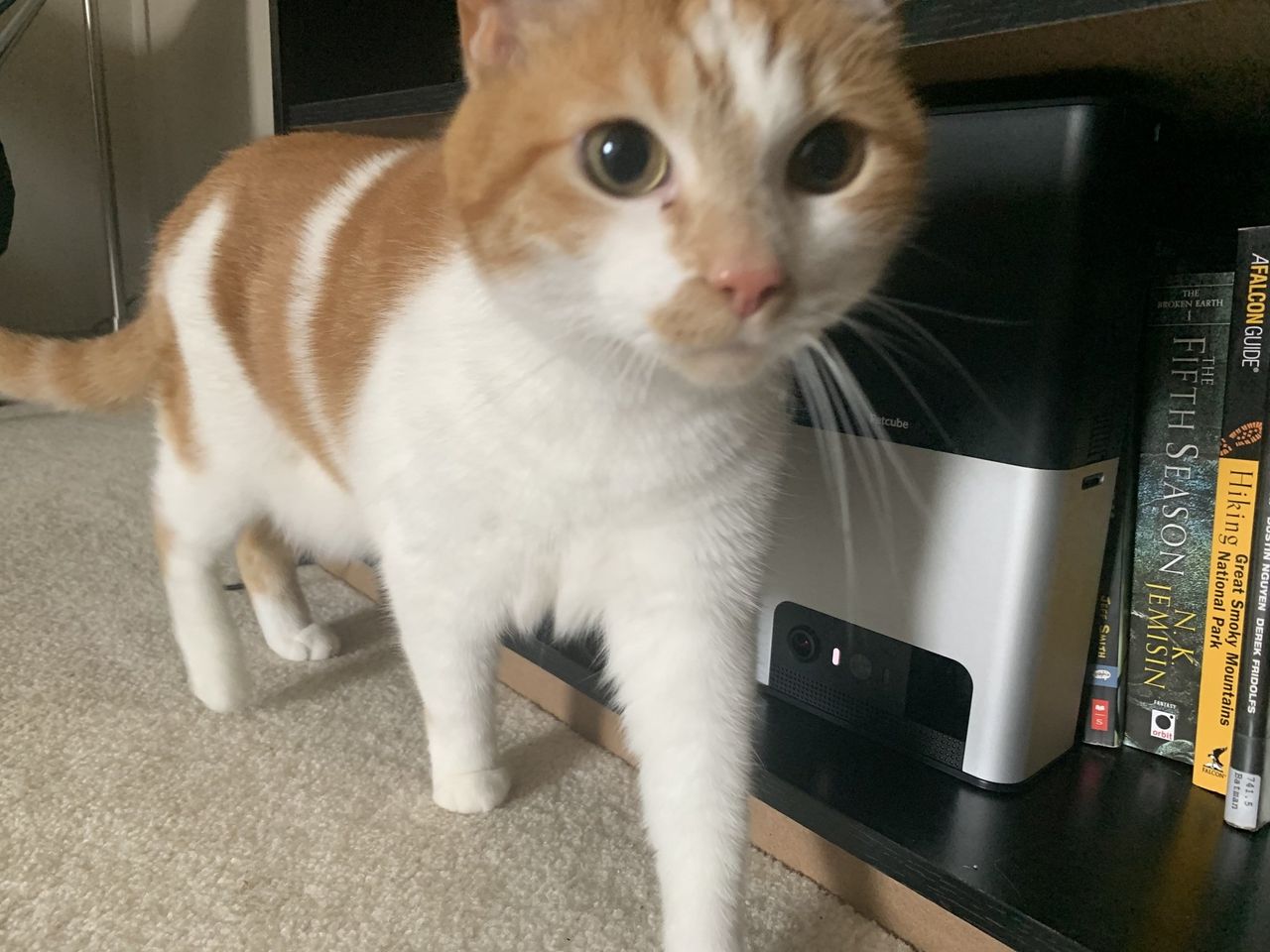 Petcube Bites 2 Lifestyle