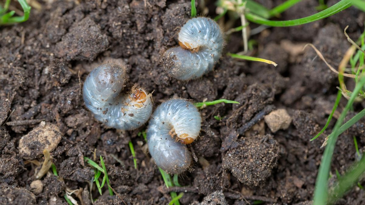 Lawn grubs on soil