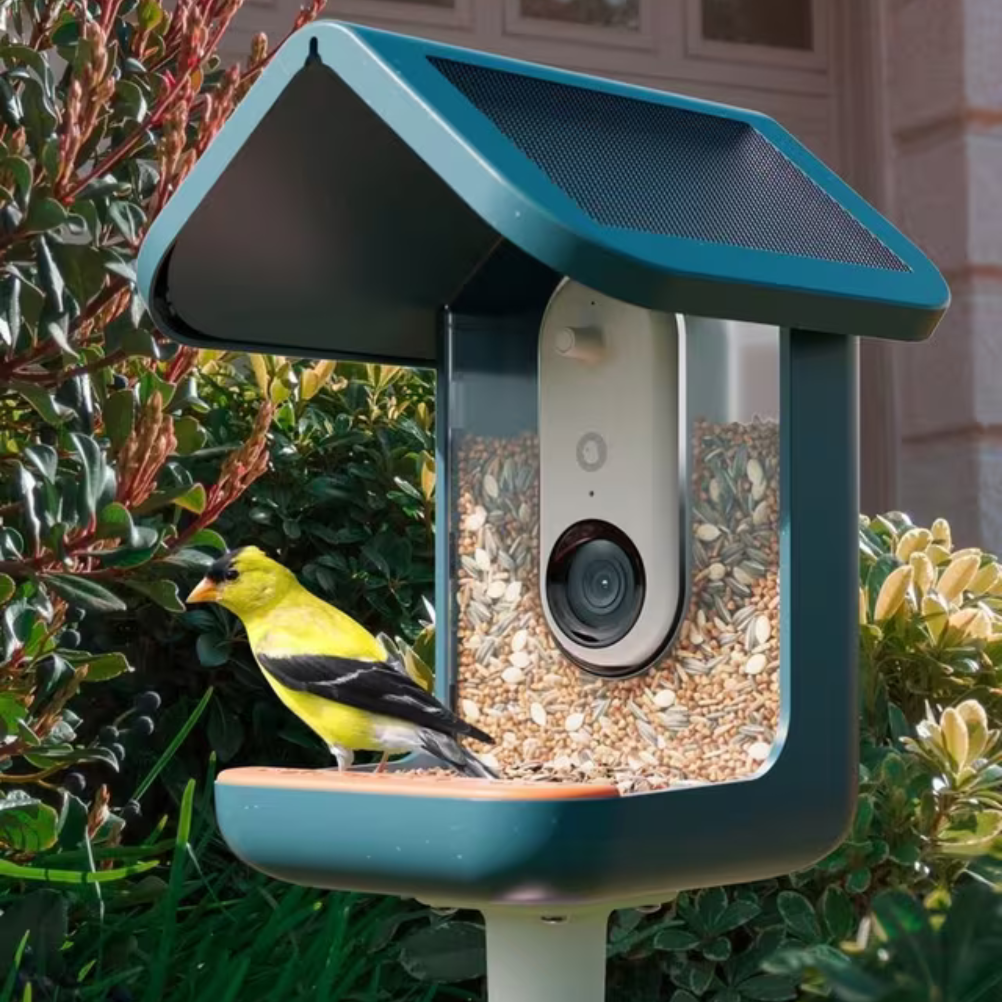 Bird Buddy PRO Camera Bird Feeder, Blue