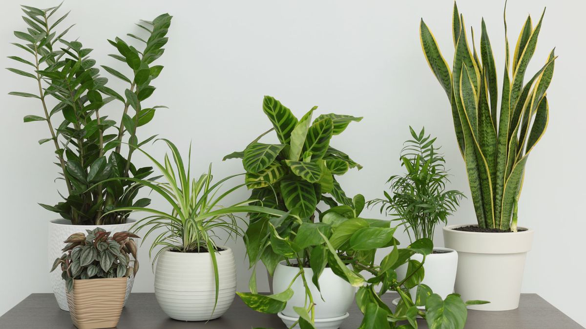 8 plantes d'intérieur tolérantes au froid 