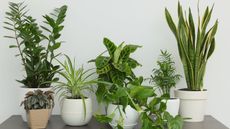 houseplant display with snake plant, ZZ plant, philodendron