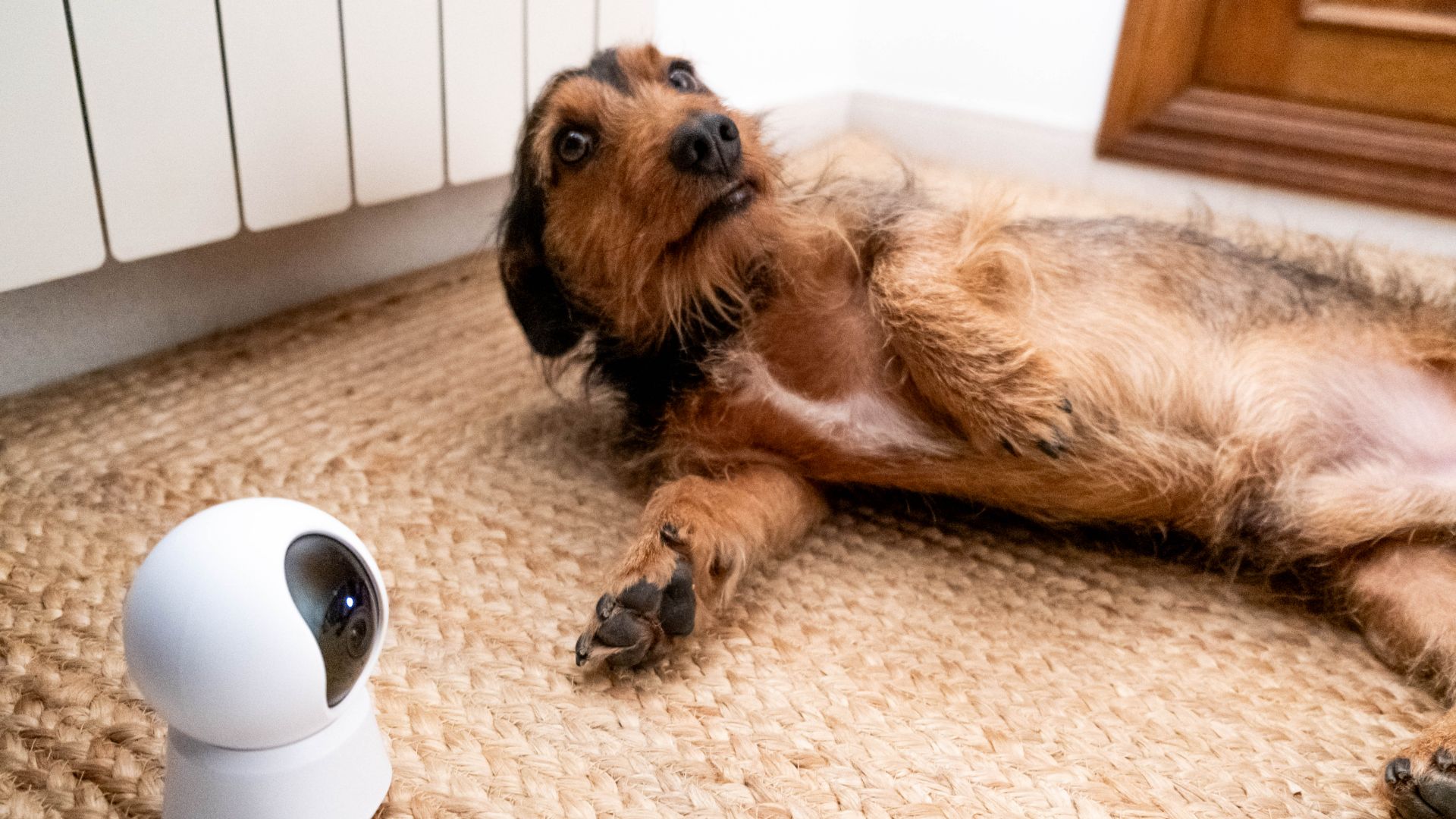 dachshund lying down next to pet cam