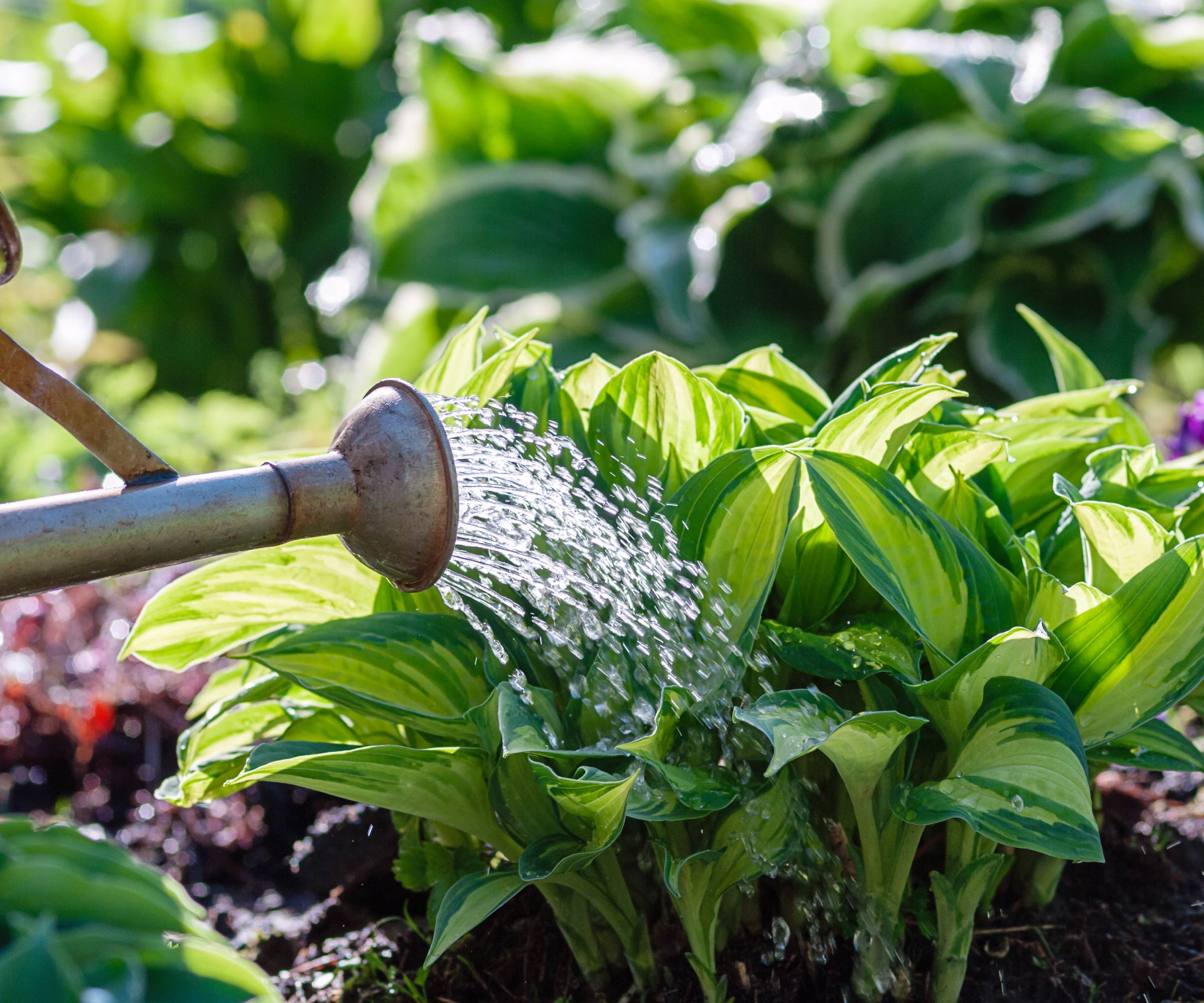 Watering can watering a hosta