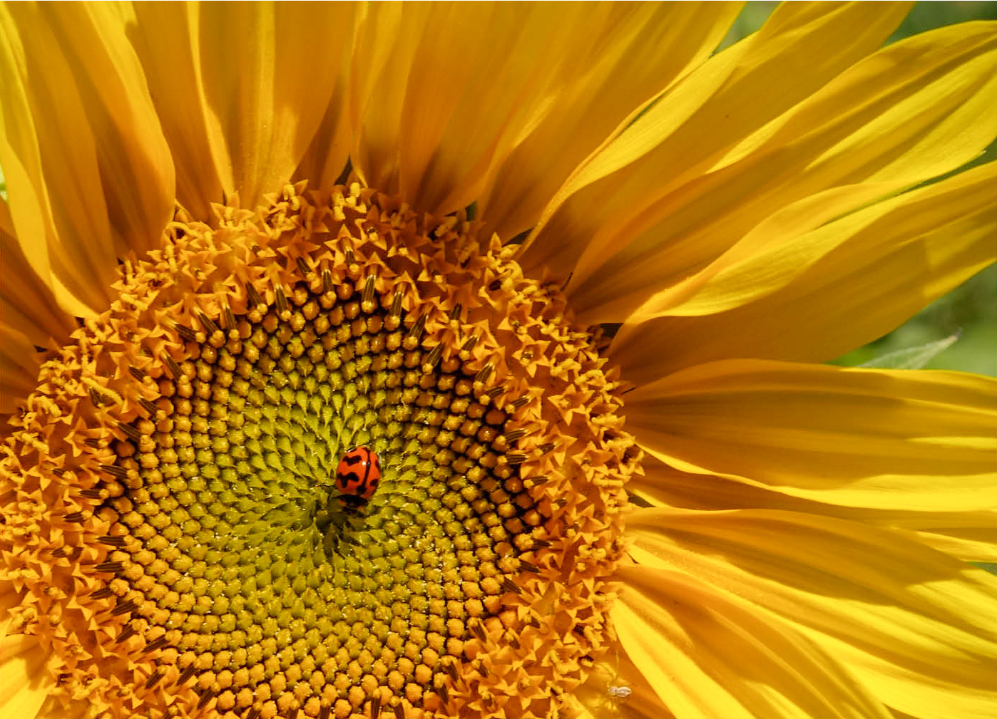 &#039;Ladybird on a Sunflower&#039; by Samuel Chapman (Australia), winner of the My Perspective Stephen Thomas Award in the My Perspective 2025 photo competition, which is run by the Down’s Syndrome Association