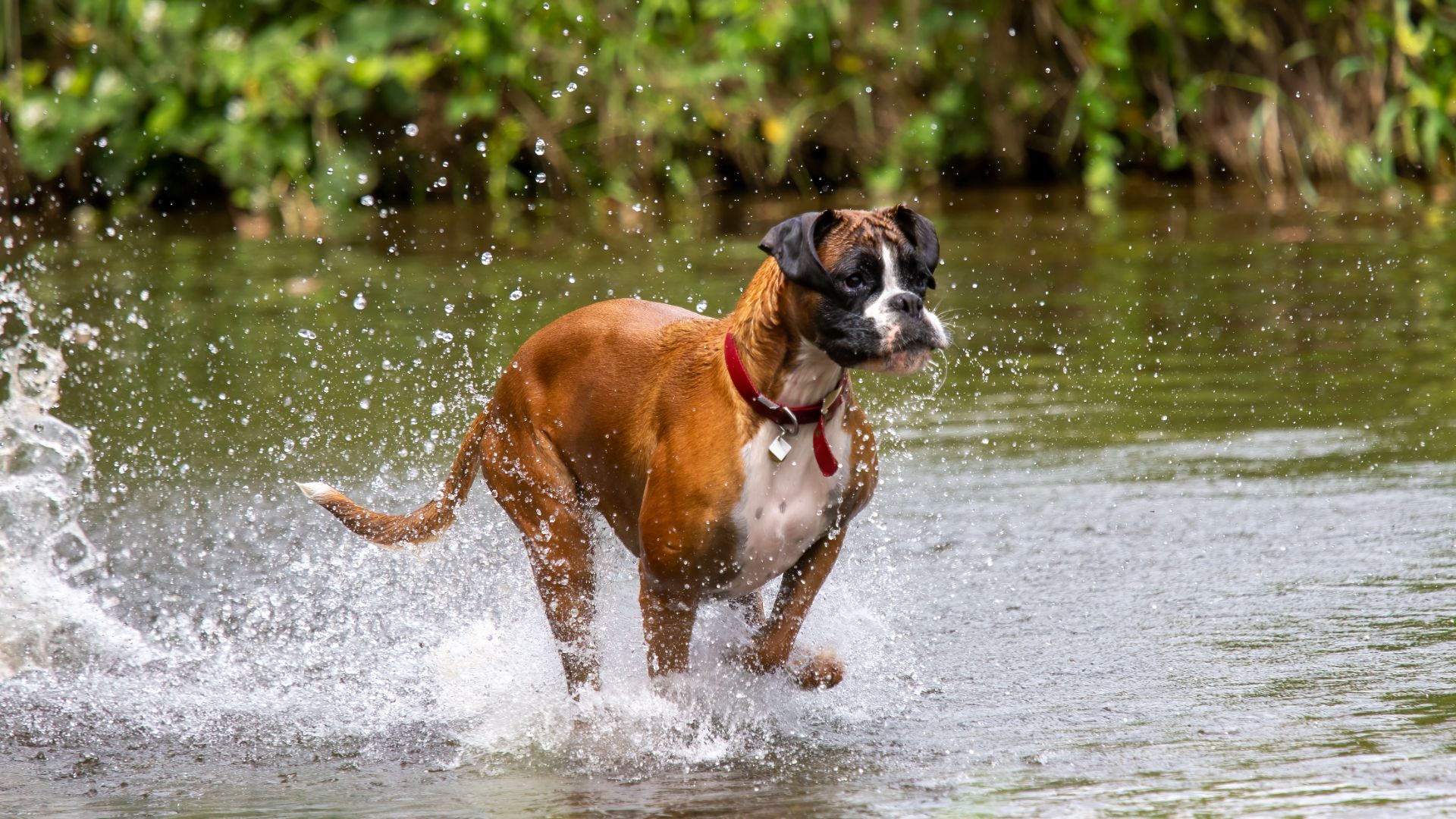 boxer running through a river