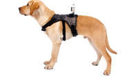 Balacoo Dog Vest Harness Adjustable Chest Strap Pet Puppy Harness with Camera Mount, £16.99