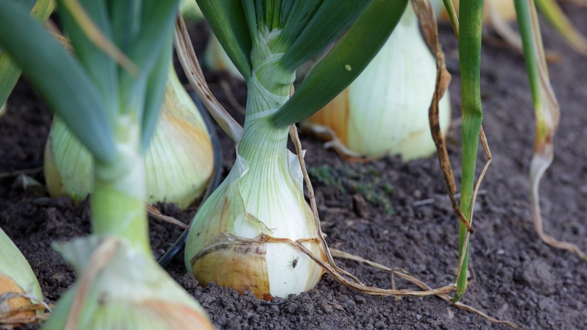 Onion seeds vs onion sets which is best for your veg plot? Homes
