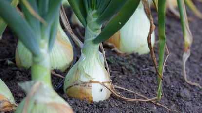 A row of onions in the kitchen garden
