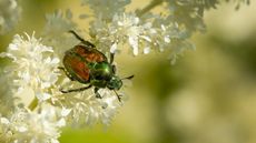 Japanese beetle-repellent plants