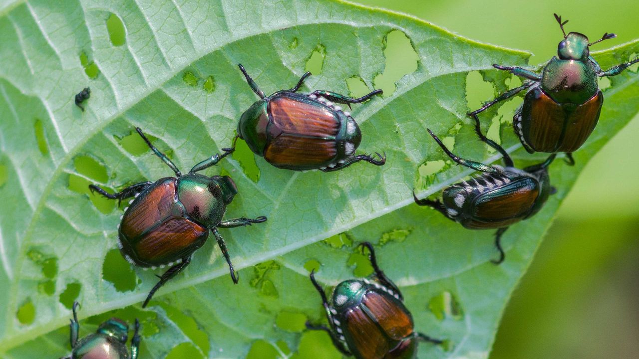 Japanese beetles eating plant foliage