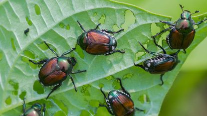 Japanese beetles eating plant foliage