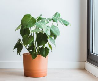 Terracotta indoor planter