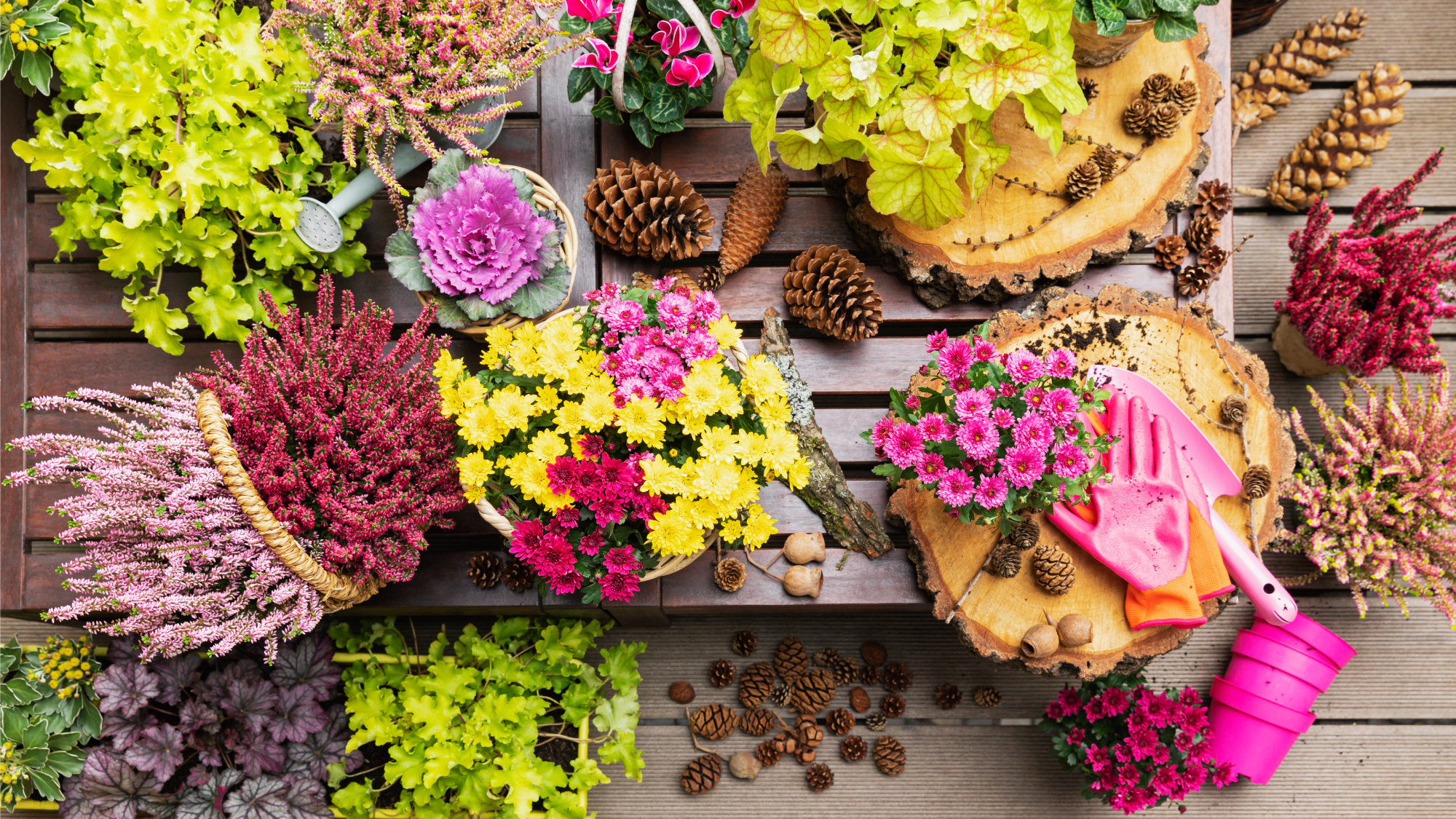 potted fall flowers and pinecones on table