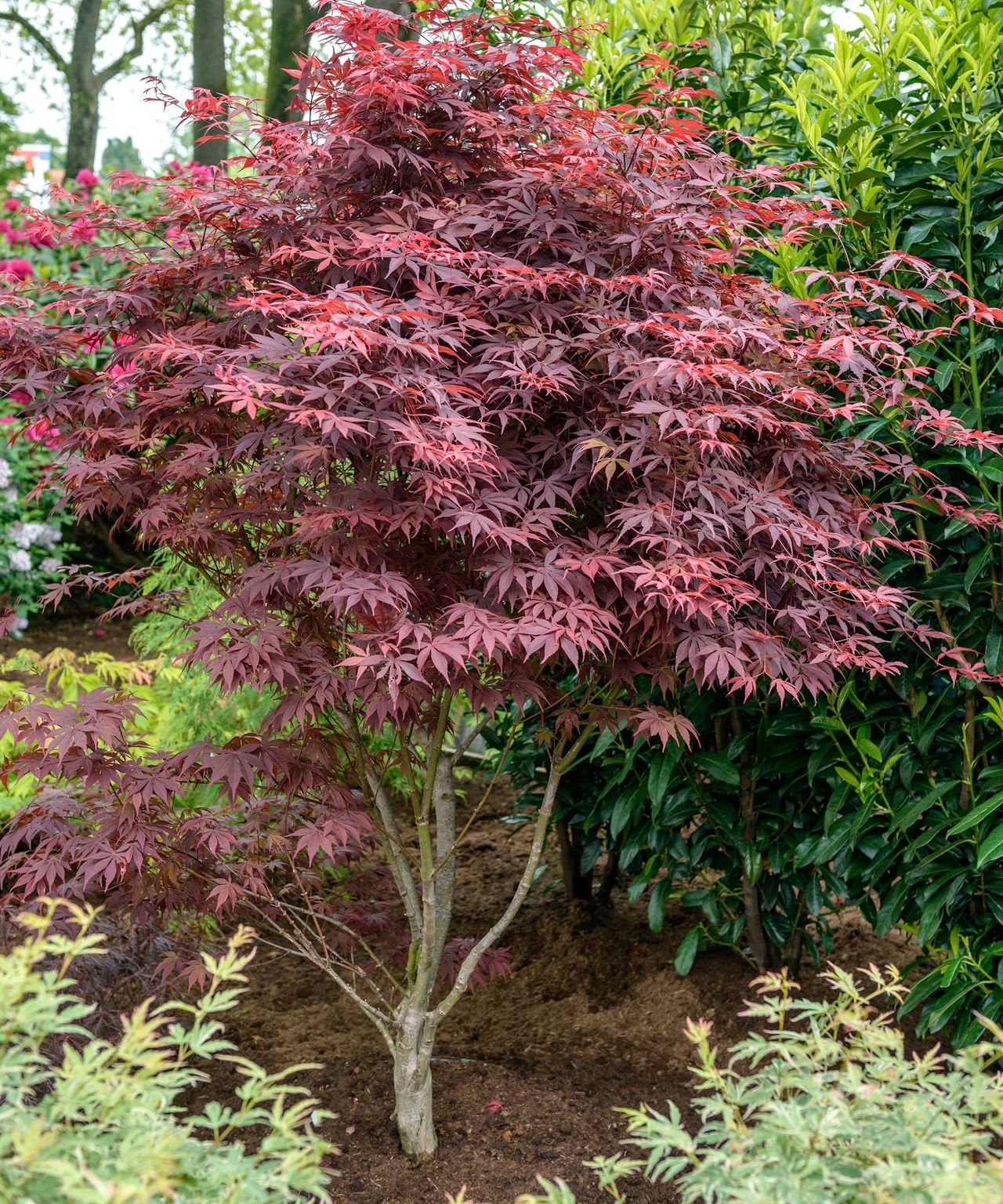 Varieties of Japanese maples – 10 show-stopping acers | Homes & Gardens