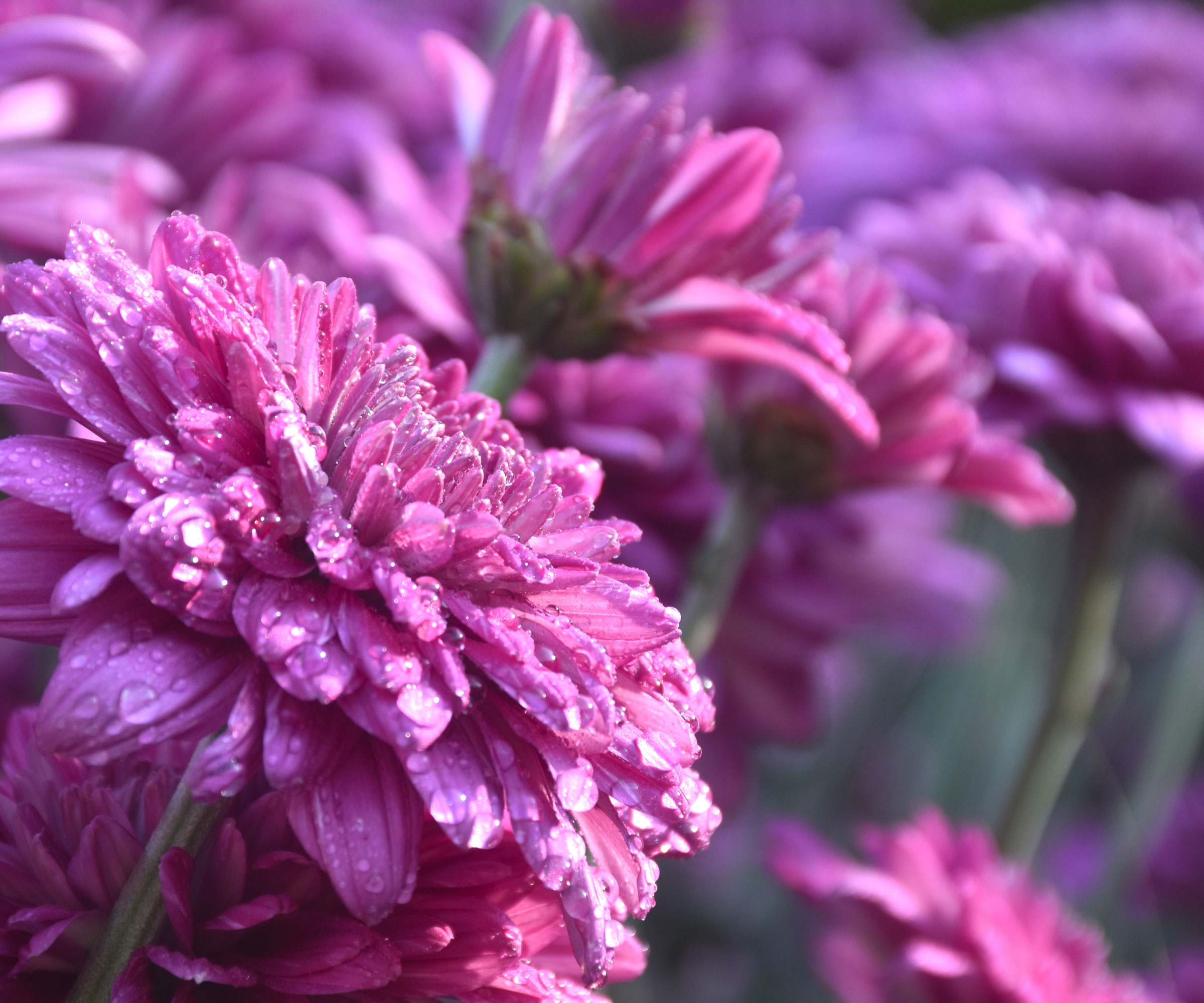 chrysanthemum plants with pink and purple flower heads