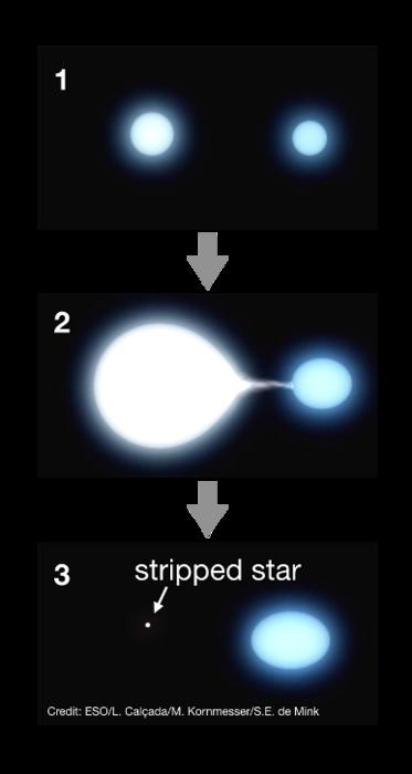 A three-panel artist’s impression of a star being stripped by a binary companion. The third panel depicts the stage when these stars are observed in the present work.
