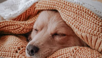 dog, weightted blankets