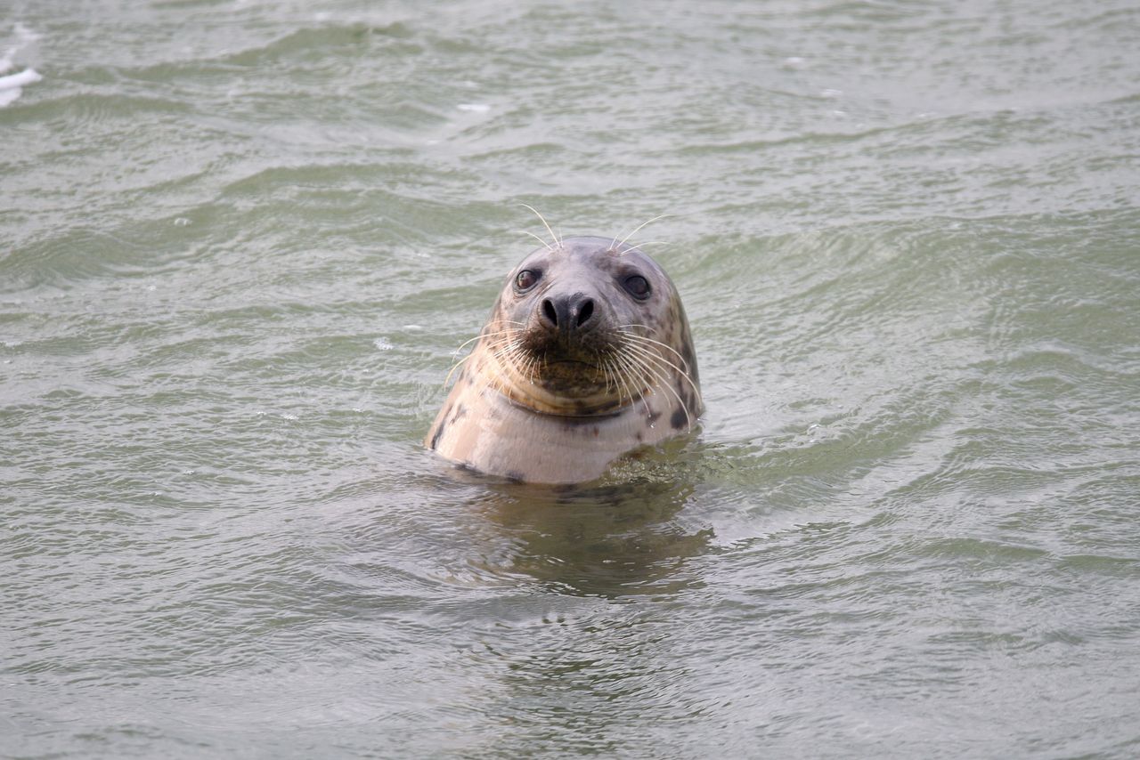 Grey seal