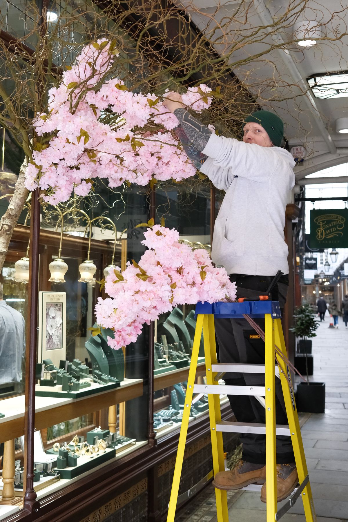 A photo of a person standing on a step ladder installing a a pink-flowered tree onto the facade of a shop window, in black and white.