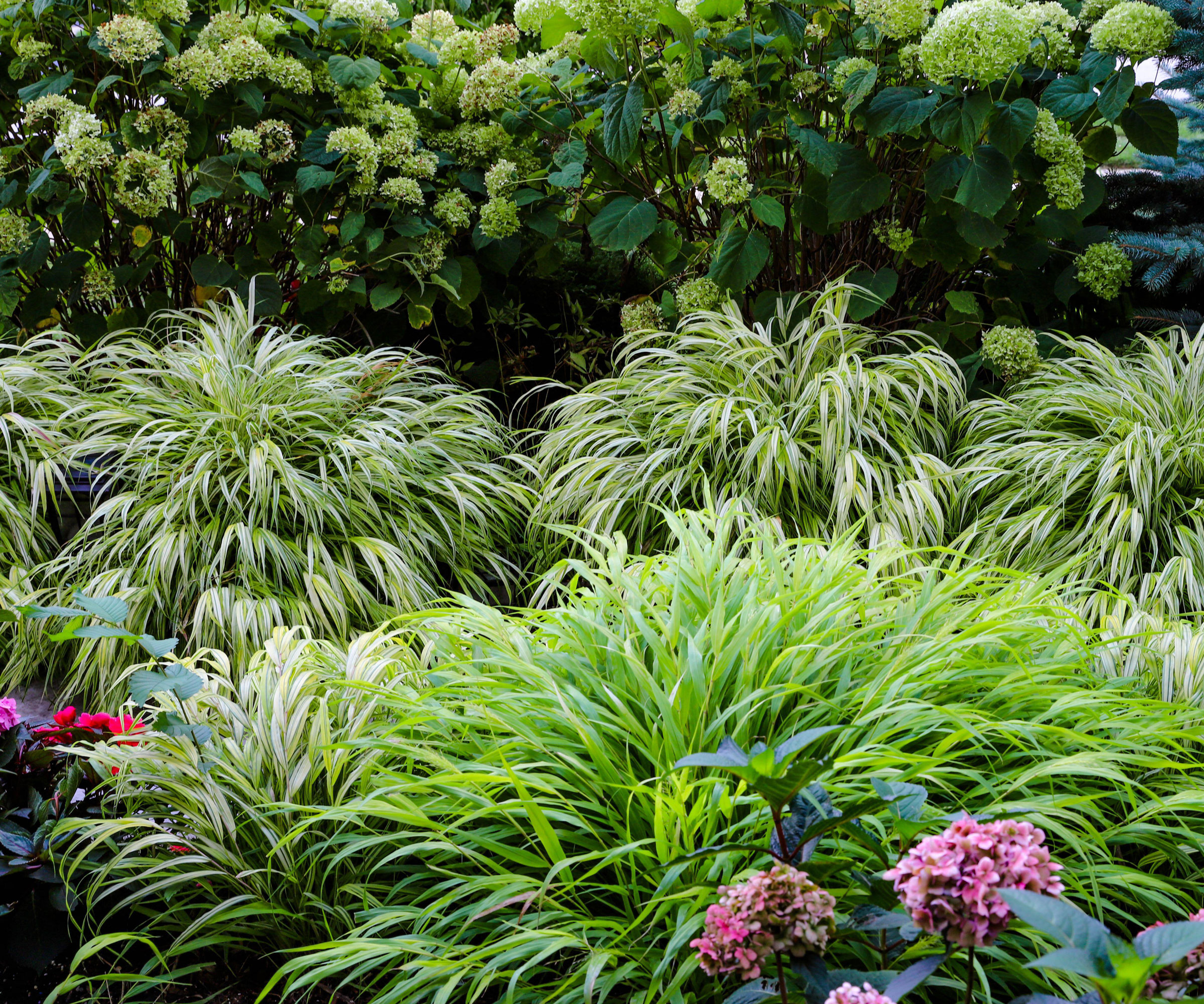 Japanese forest grass with hydrangeas