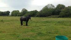Tethered-pony-copy.jpg
