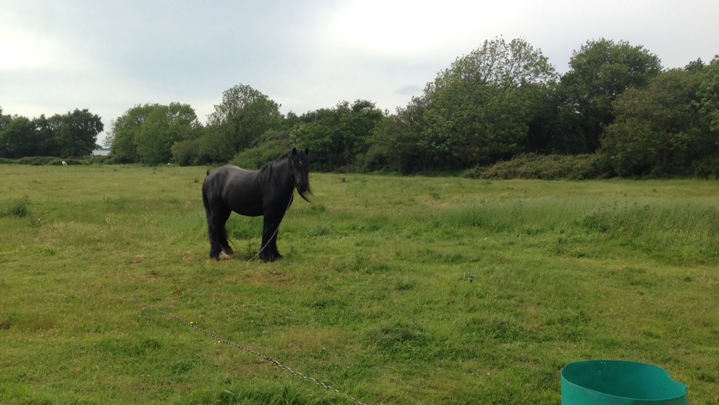 Tethered-pony-copy.jpg