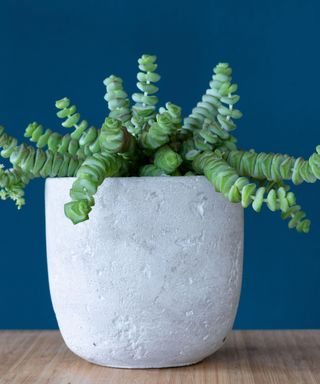 Jade Necklace or Crassula Stacked pot plant in grey concrete pot against teal blue background