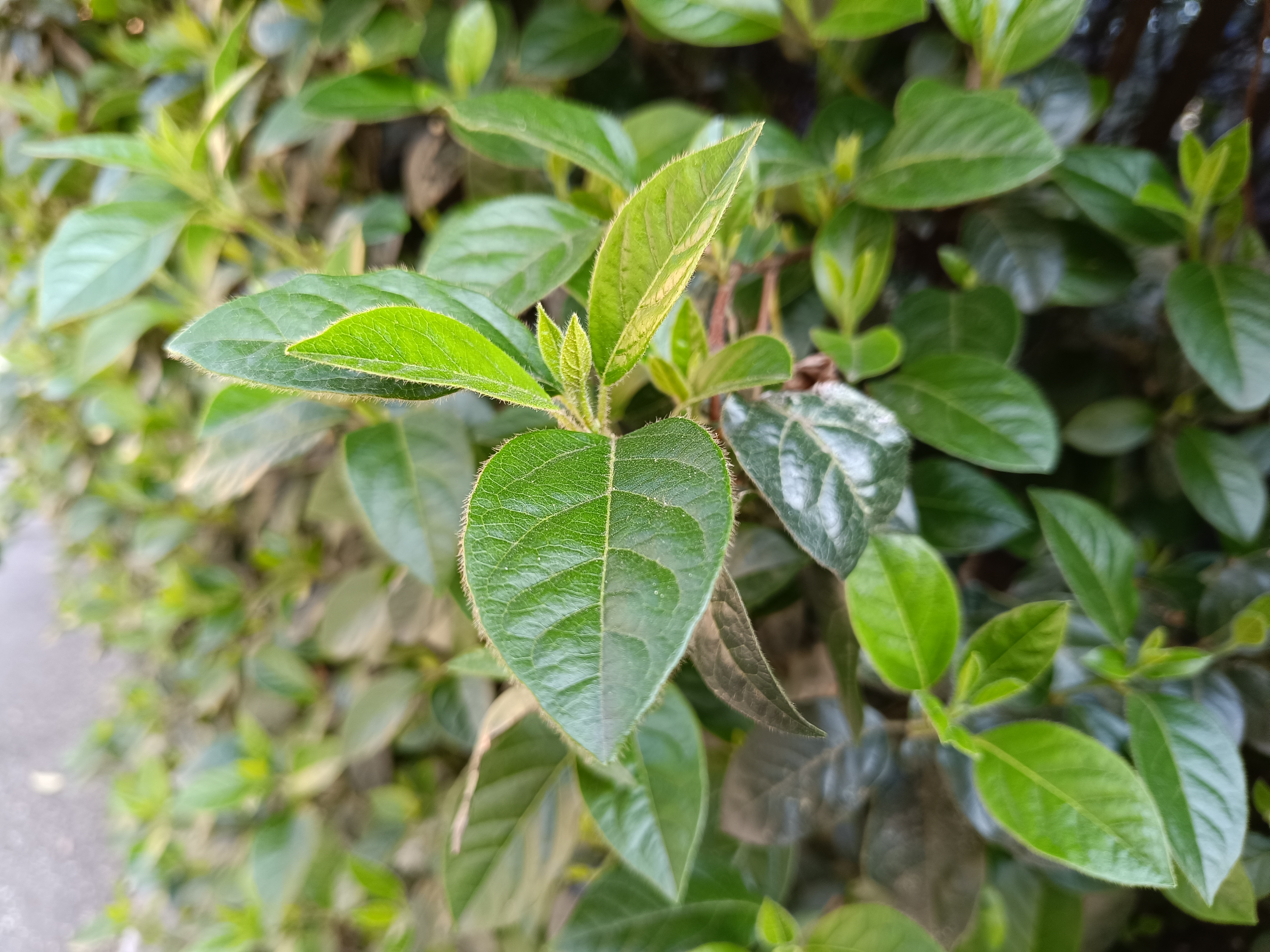 Redmi Note 12 Pro 5G