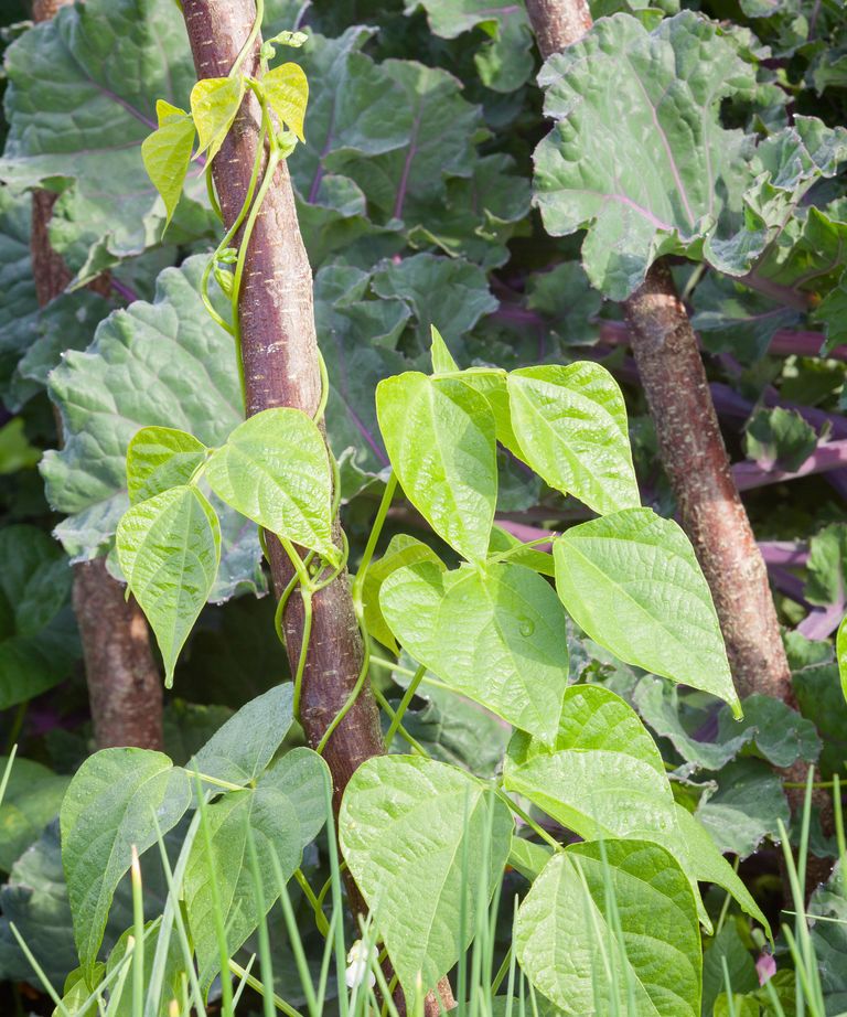 How to grow French beans our complete growing guide Gardeningetc