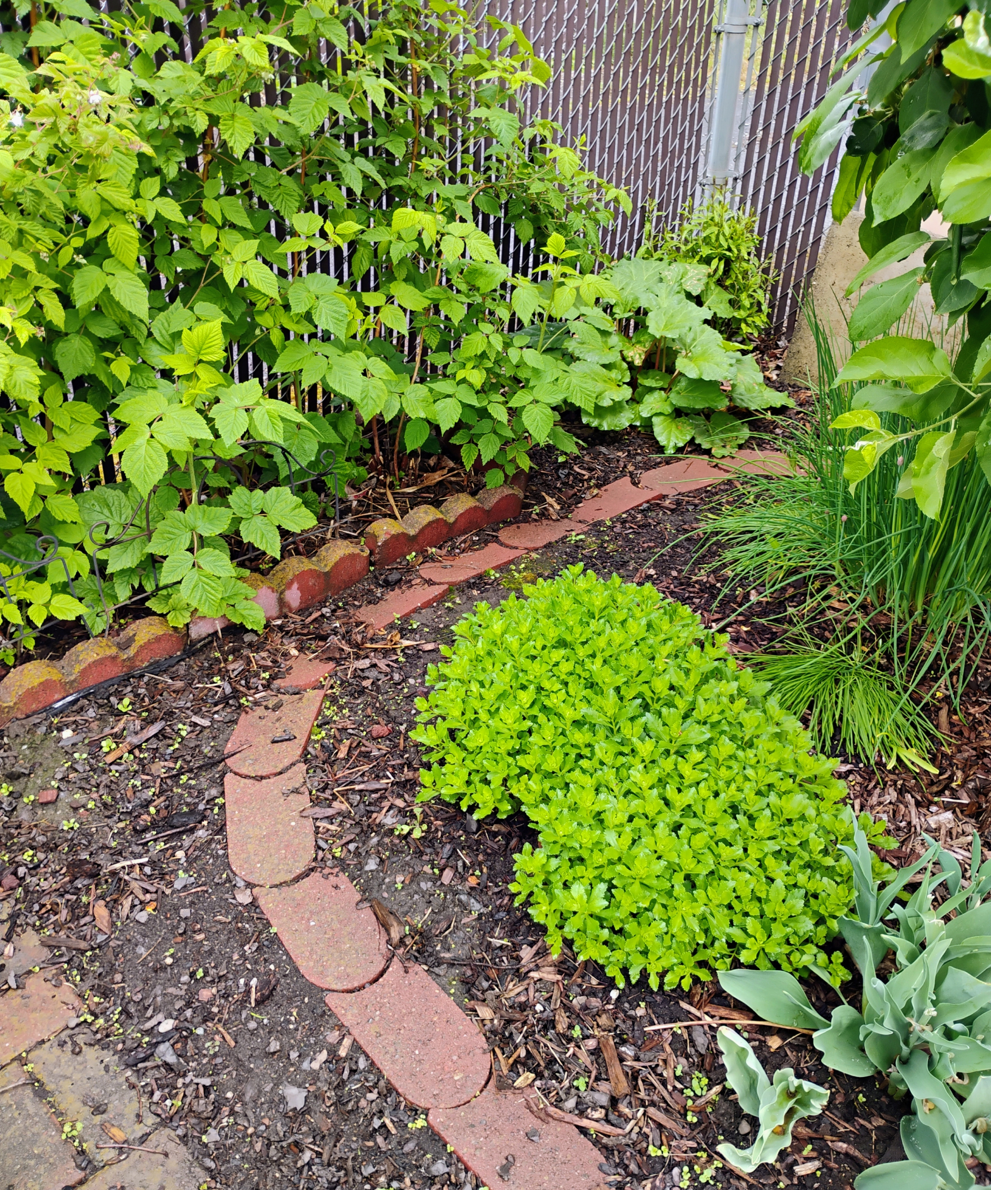 Brick paver border in Amy Grant&#039;s yard