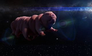 A tardigrade in space.