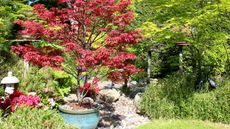 Red foliage of a Japanese maple tree grown in a blue pot