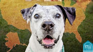 A dog in front of a map of the US at the Best Friends Animal Society