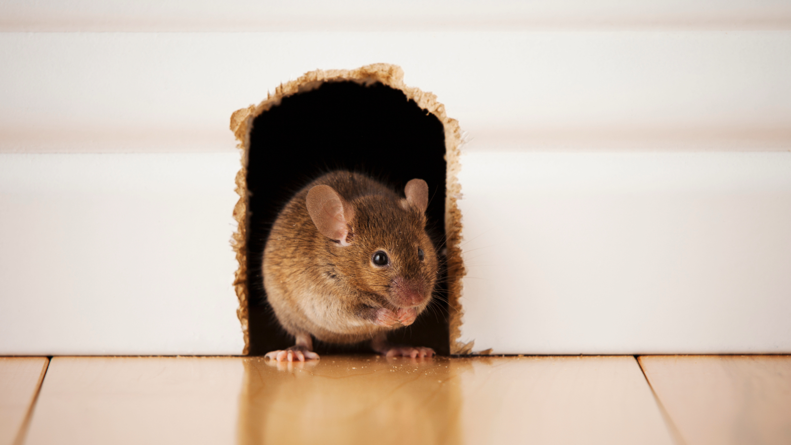 A mouse standing inside a hole in the wall
