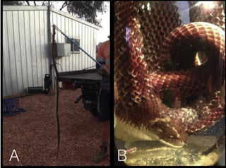 The culprit mulga snake (Pseudechis australis) snake captured (A), and preserved in methylated spirits (B).