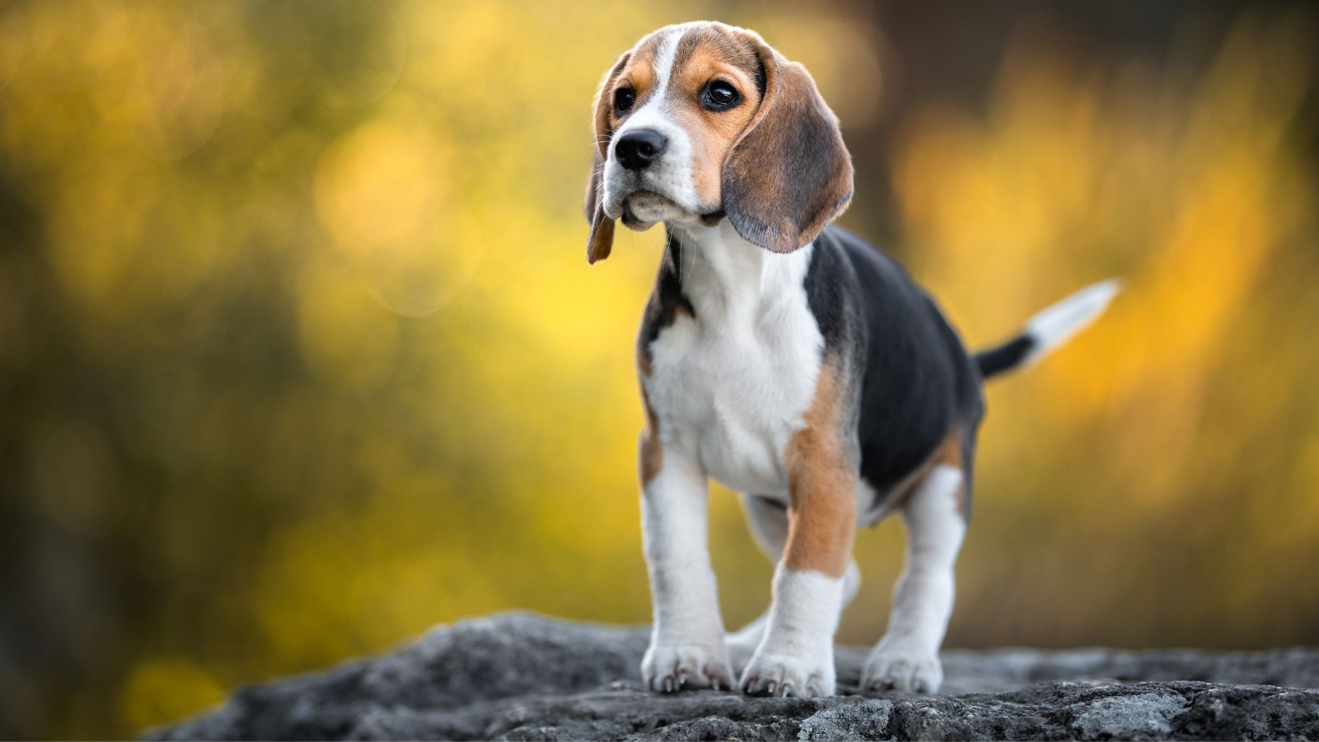 beagle puppy with floppy ears