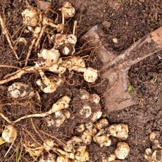 Jerusalem artichokes being harvested with garden shovel