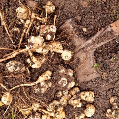 Jerusalem artichokes being harvested with garden shovel