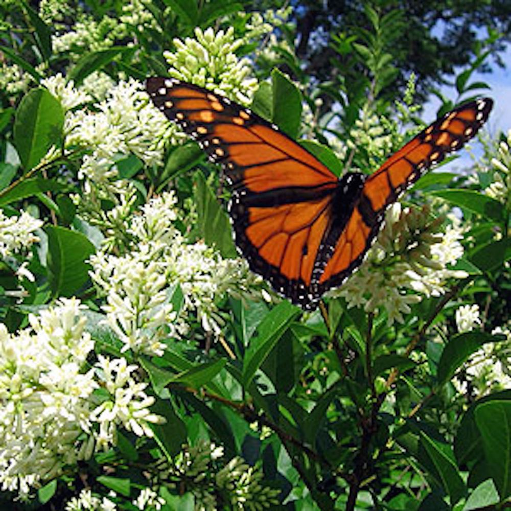 In Photos: The Spectacular Migration of Monarch Butterflies | Live Science