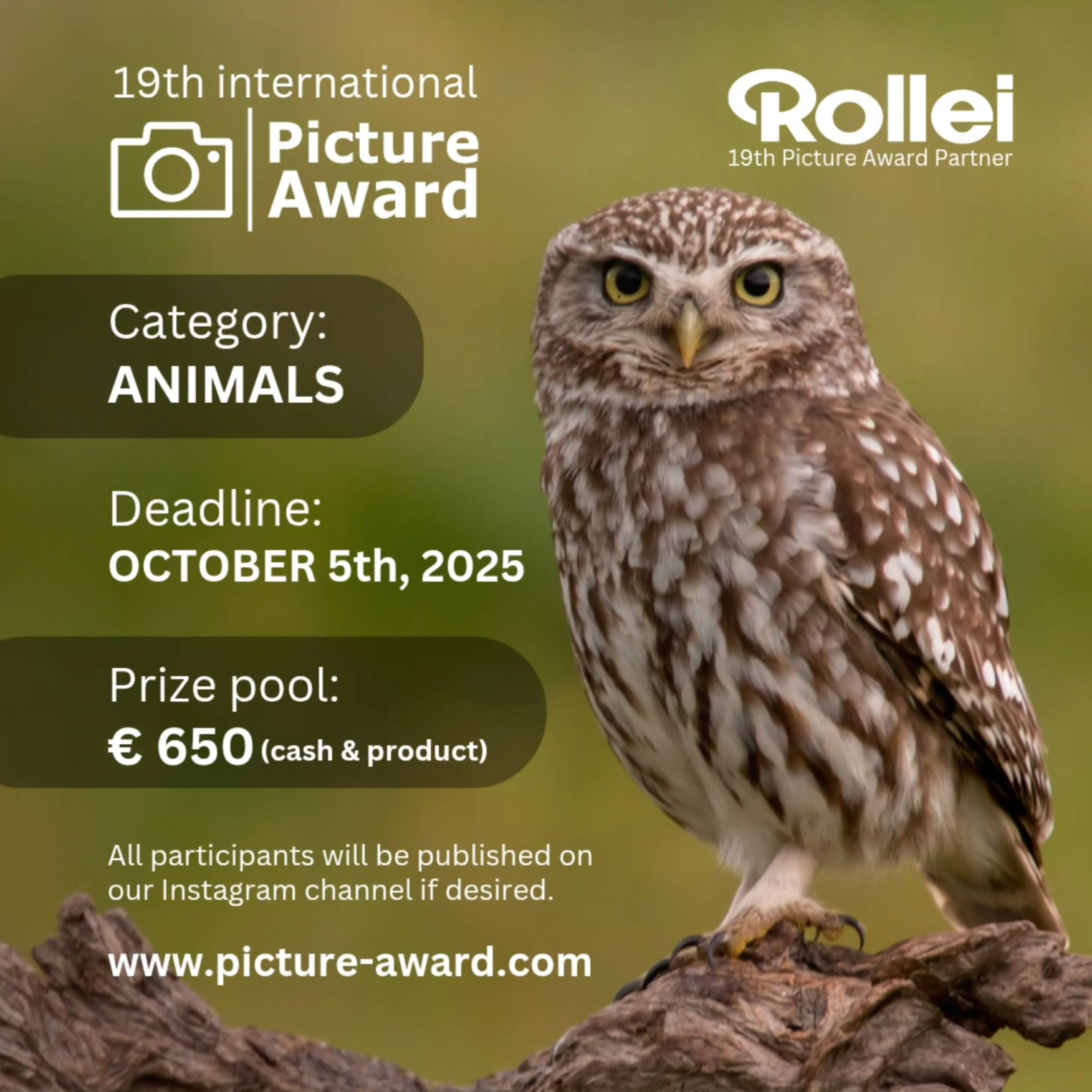 An owl perched on a branch, promoting the 19th International Picture Award in the Animals category, with a €650 prize pool