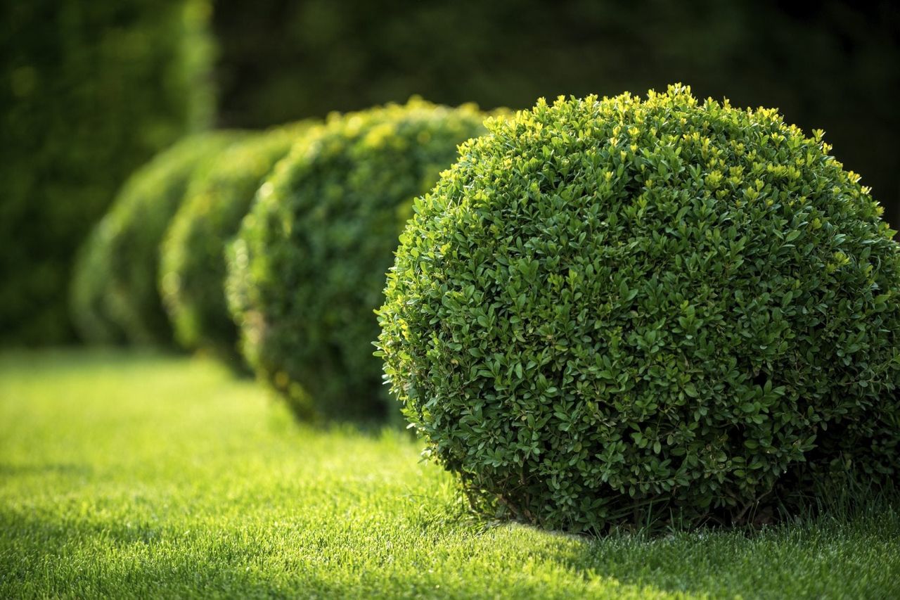 Spherical Boxwood Shrubs