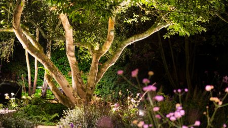 tree with uplighting in heavily planted garden