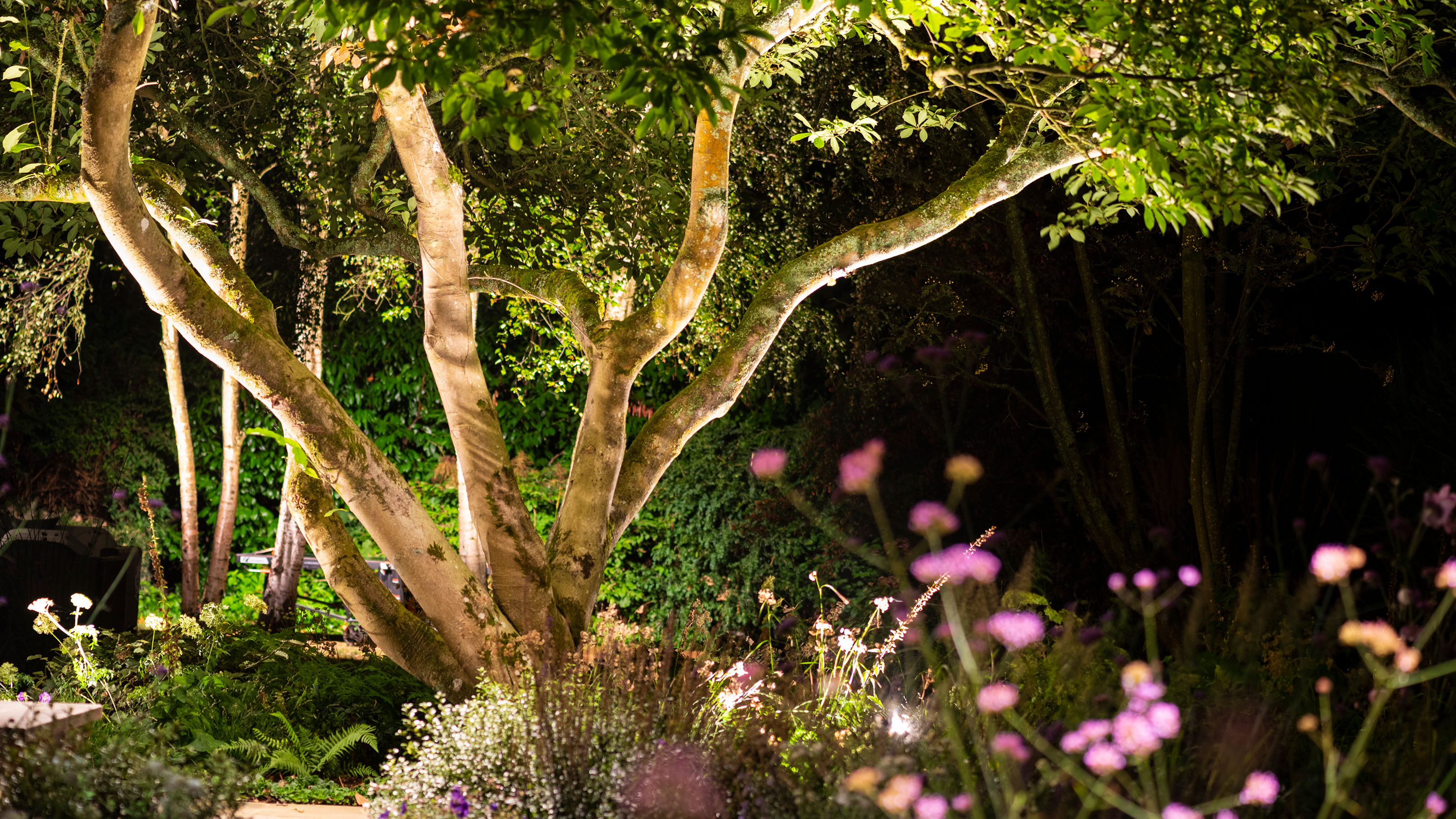 tree with uplighting in heavily planted garden