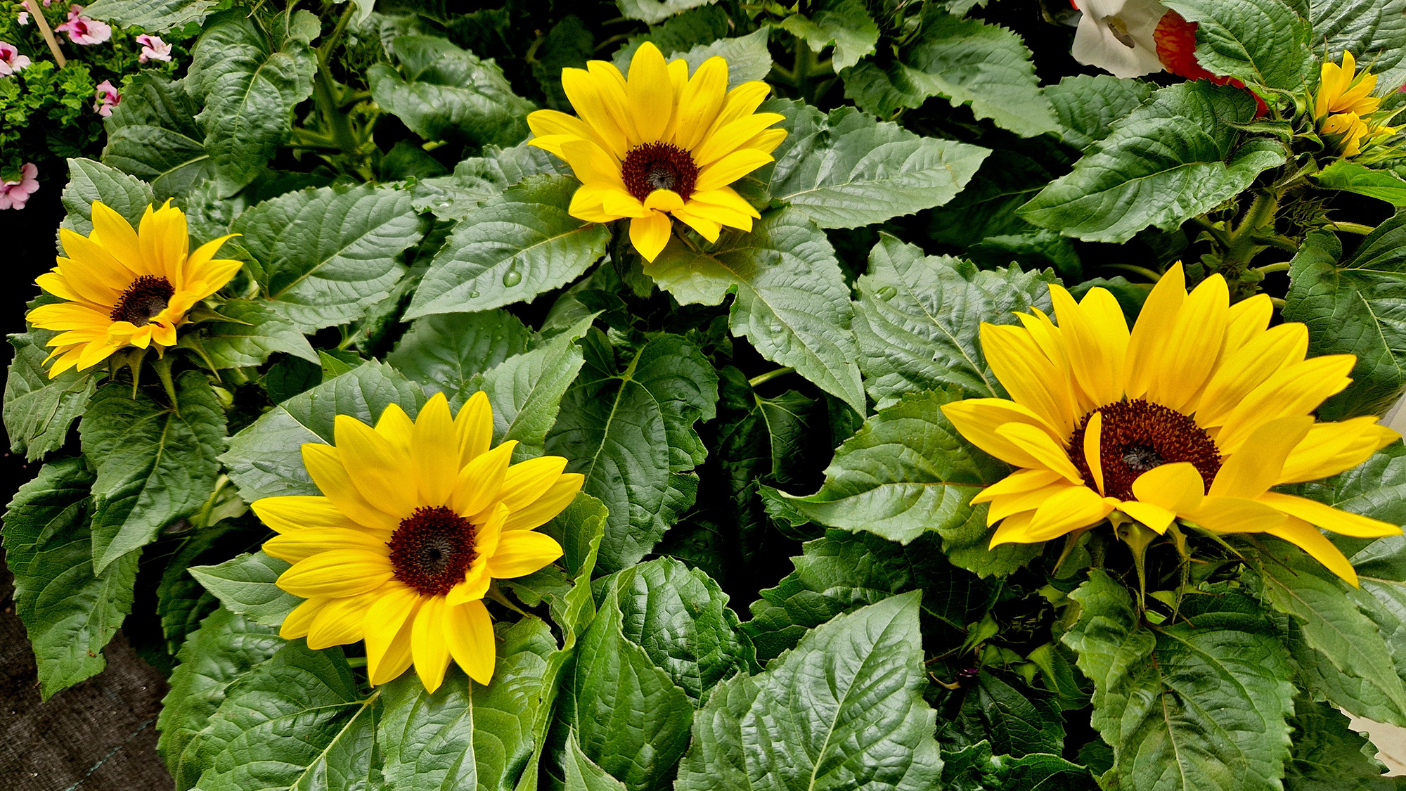 Dwarf sunflowers