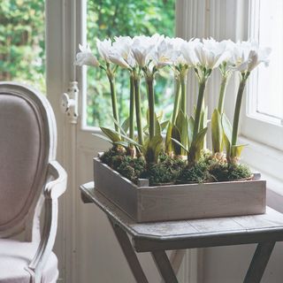 A crate of potted white amaryllis