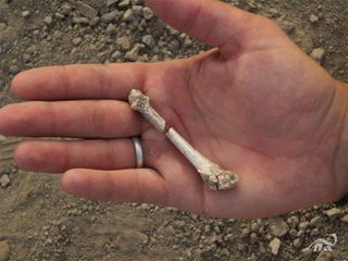 foot bone of an unknown pre-human species discovered in Ethiopia.