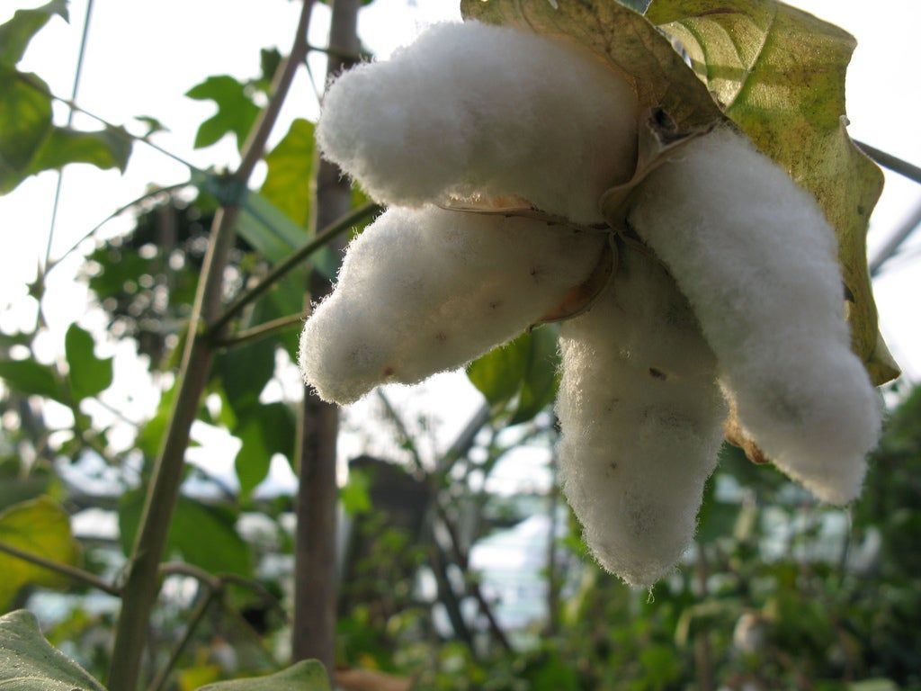 Cotton Plant Care: Tips For Growing Cotton With Kids