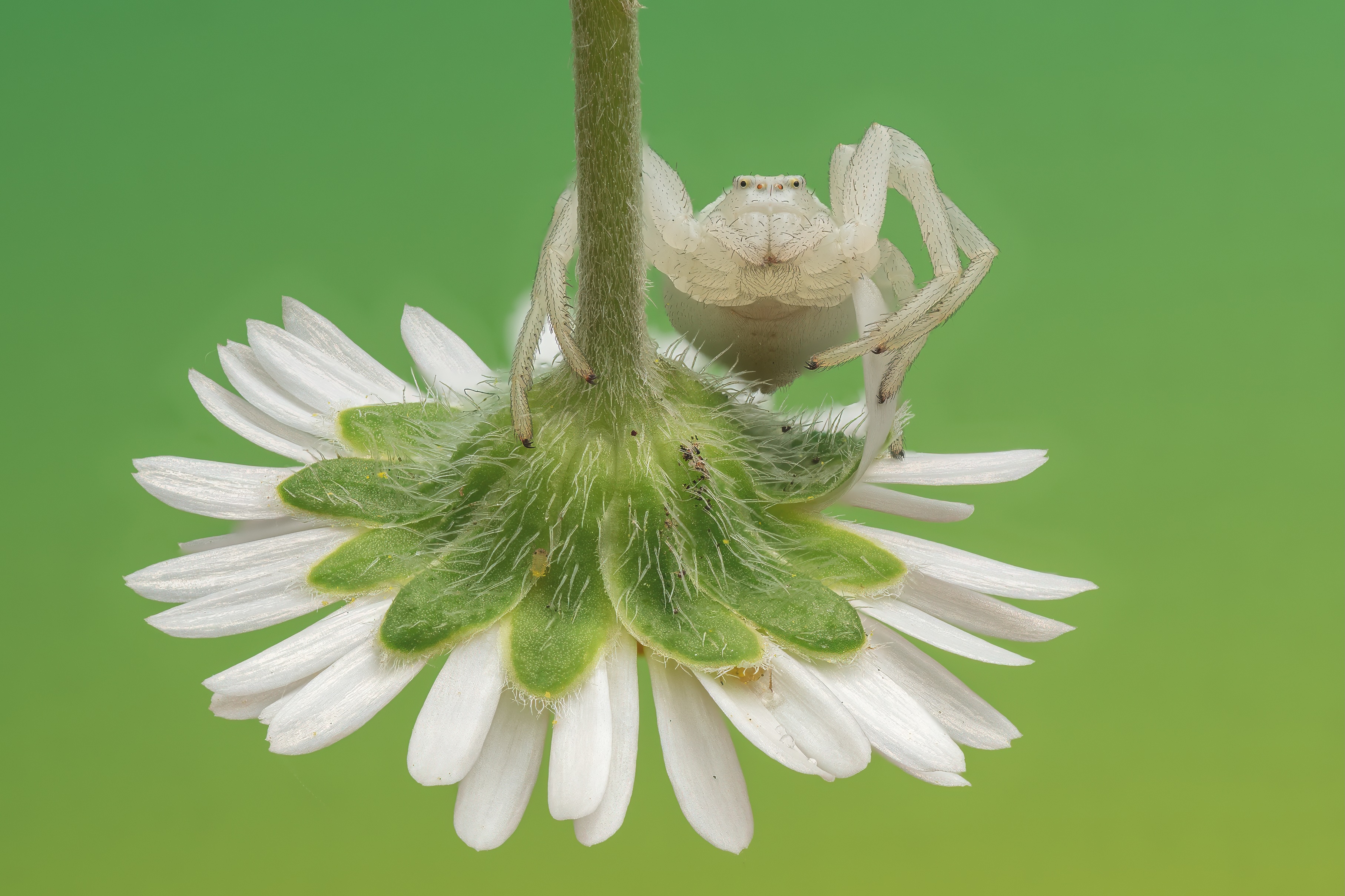 A spider waits on a daisy.