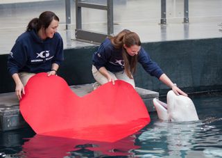 Valentine's Day Treats for Beluga Whales